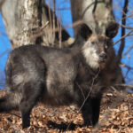 Japanese Serow (image by Dave Farrow)