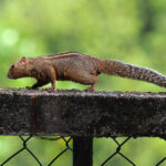Layard's Palm Squirrel (image by Dave Farrow)