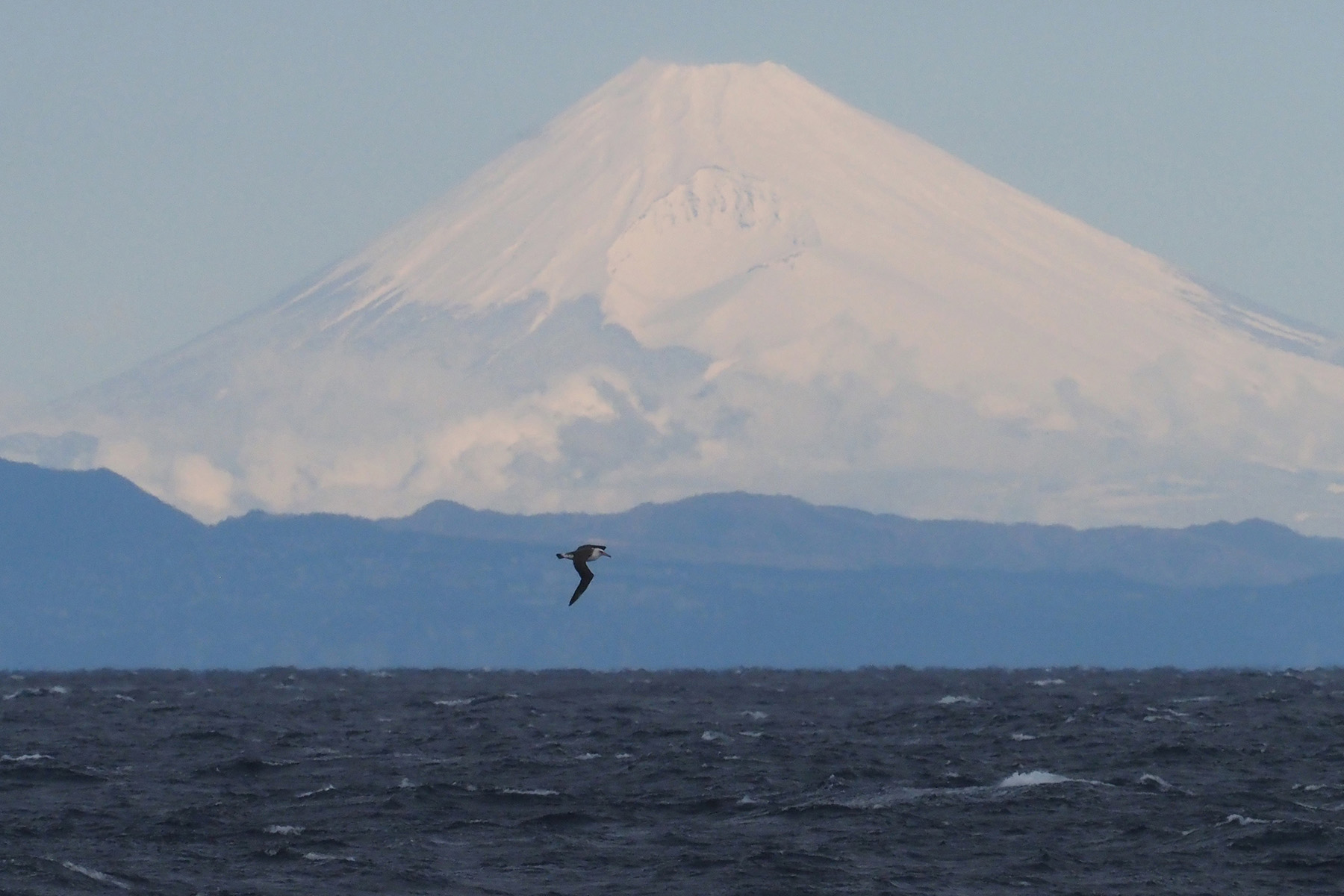 Laysan Albatross with Mount Fuji (image by Dave Farrow)