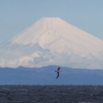 Laysan Albatross with Mount Fuji (image by Dave Farrow)