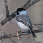 Marsh Tit (image by Dave Farrow)