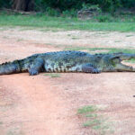 Mugger Crocodile (image by Dave Farrow)