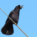 Oriental Rook (image by Dave Farrow)