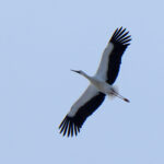 Oriental Stork (image by Dave Farrow)