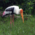 Painted Stork (image by Dave Farrow)