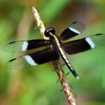 Pied Paddy Skimmer (image by Dave Farrow)