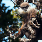Purple-faced Langur (image by Dave Farrow)