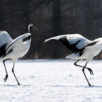 Red-crowned Cranes (image by Dave Farrow)