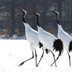 Red-crowned Cranes (image by Dave Farrow)