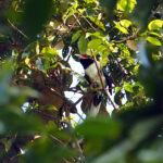 Red-faced Malkoha (image by Dave Farrow)