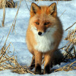 Red Fox (image by Dave Farrow)