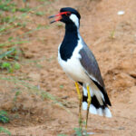 Red-wattled Lapwing (image by Dave Farrow)