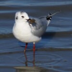 Saunders's Gull (image by Dave Farrow)