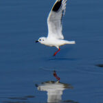 Saunders's Gull (image by Dave Farrow)