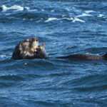 Sea Otter (image by Dave Farrow)