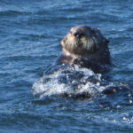 Sea Otter (image by Dave Farrow)