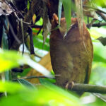 Serendib Scops Owl (image by Dave Farrow)