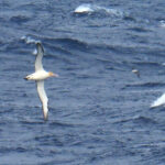 Short-tailed Albatross (image by Dave Farrow)