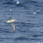 Short-tailed Albatross (image by Dave Farrow)