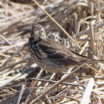 Siberian Pipit (image by Dave Farrow)