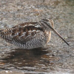 Solitary Snipe (image by Dave Farrow)