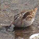 Solitary Snipe (image by Dave Farrow)