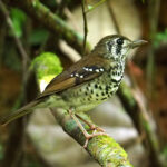 Spot-winged Thrush (image by Dave Farrow)