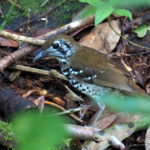 Spot-winged Thrush (image by Dave Farrow)
