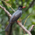 Square-tailed Bulbul (image by Dave Farrow)