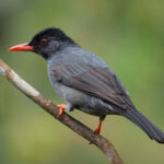 Square-tailed Bulbul (image by Dave Farrow)