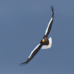 Steller's Sea Eagle (image by Dave Farrow)