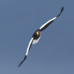 Steller's Sea Eagle (image by Dave Farrow)