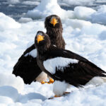 Steller's Sea Eagles (image by Dave Farrow)