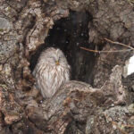 Ural Owl (image by Dave Farrow)