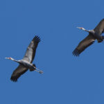 White-naped Cranes (image by Dave Farrow)