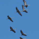 White-naped Cranes (image by Dave Farrow)