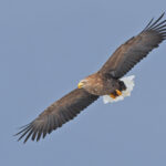 White-tailed Eagle (image by Dave Farrow)