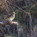 White's Thrush (image by Dave Farrow)