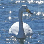 Whooper Swan (image by Dave Farrow)