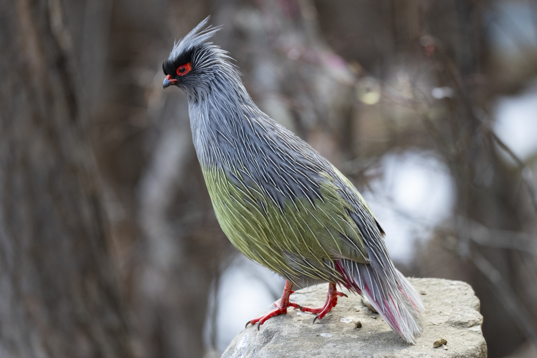 Blood Pheasant (image by Mark Beaman)