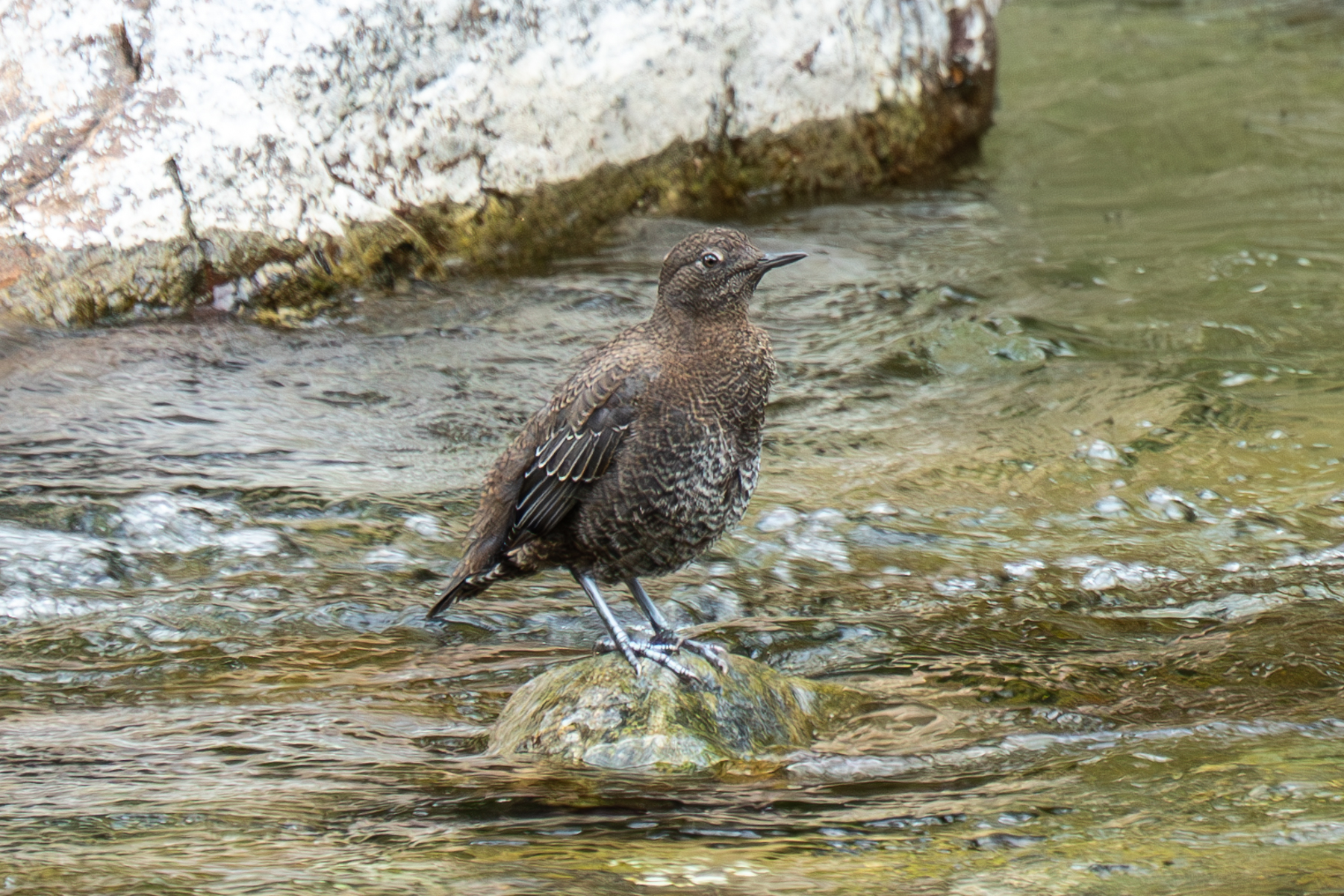 Brown Dipper (image by Inger Vandyke)