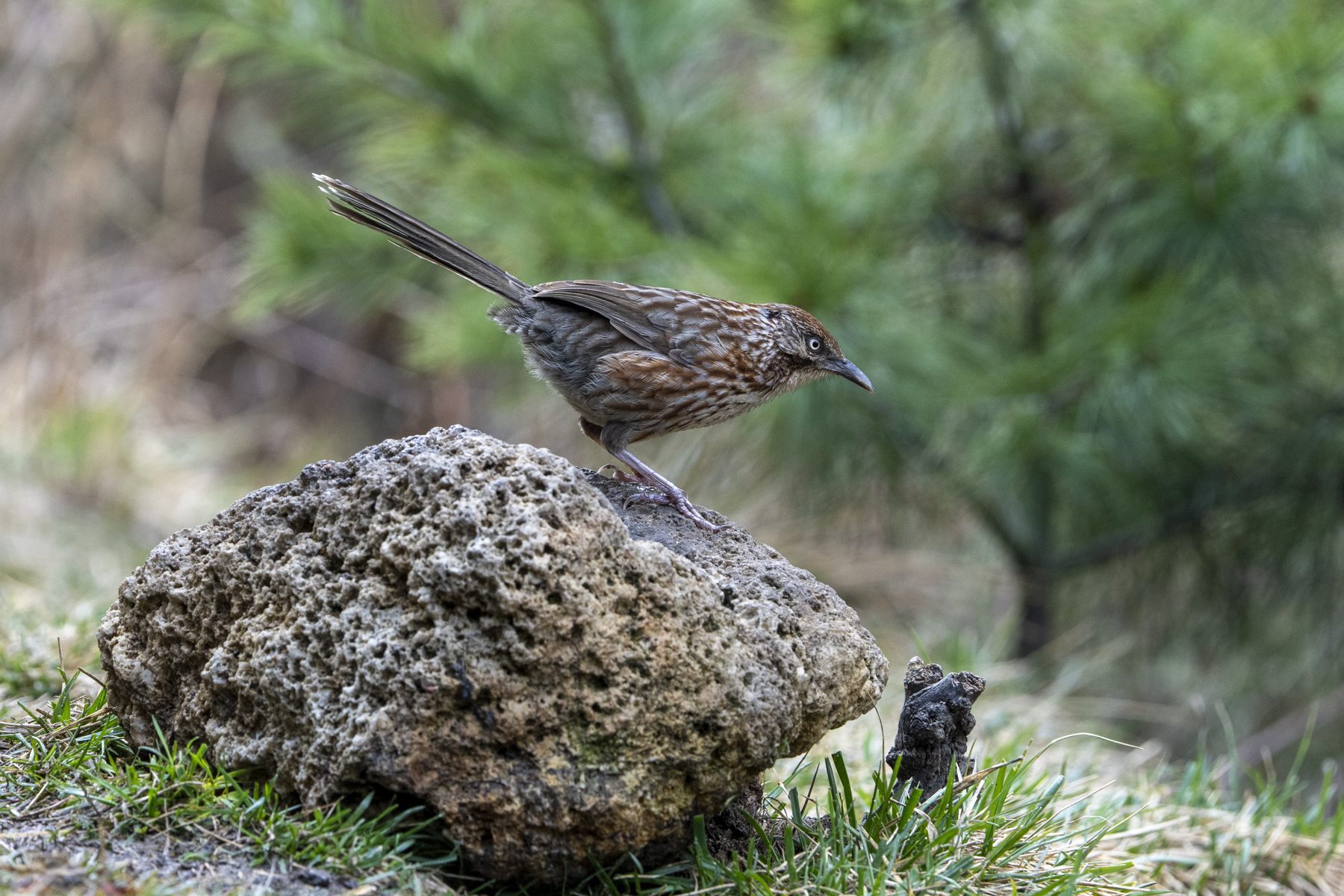 Chinese Babax (image by Mark Beaman)