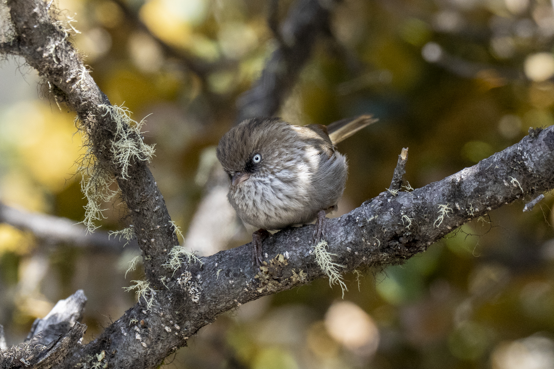 Chinese Fulvetta (image by Mark Beaman)