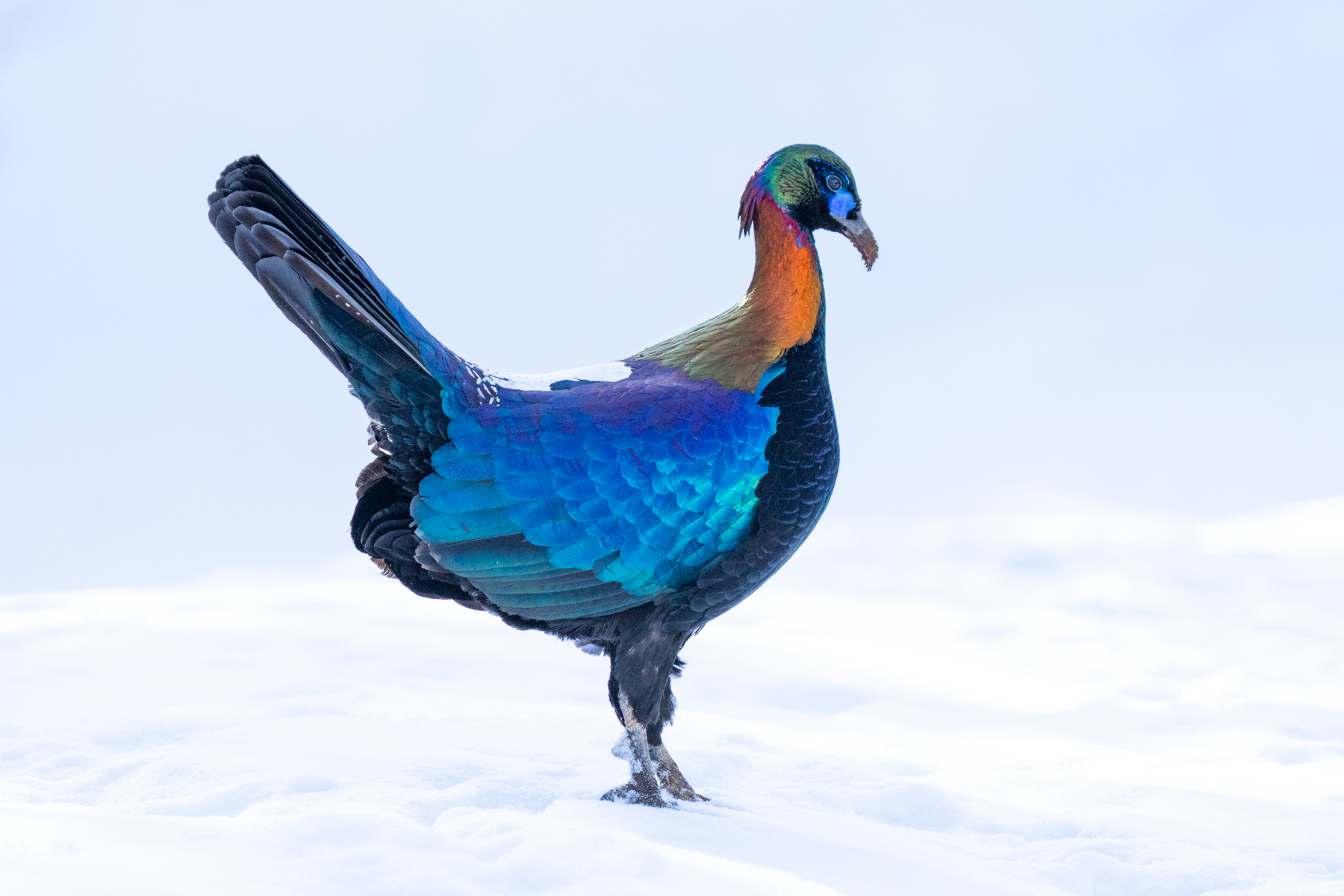Chinese Monal (image by Inger Vandyke)