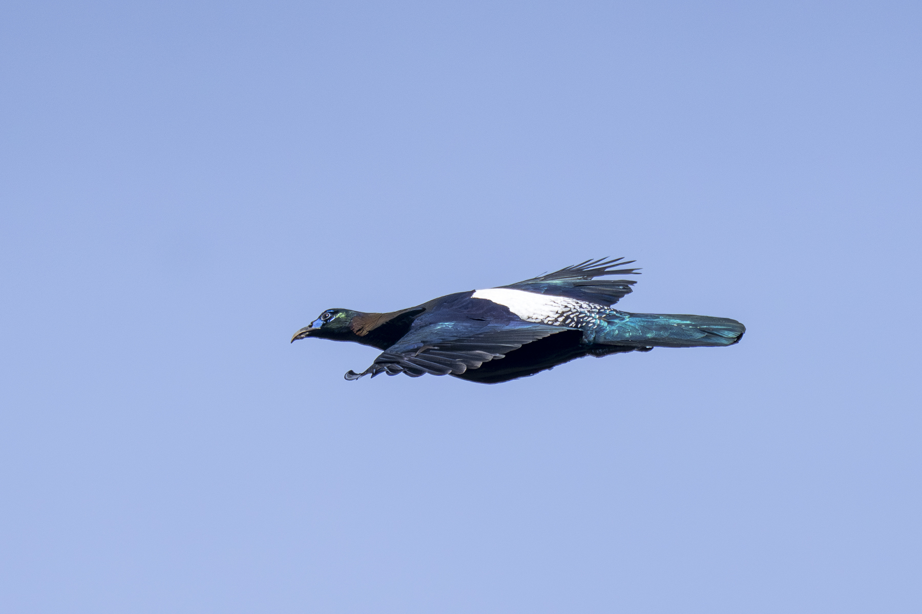 Chinese Monal (image by Mark Beaman)