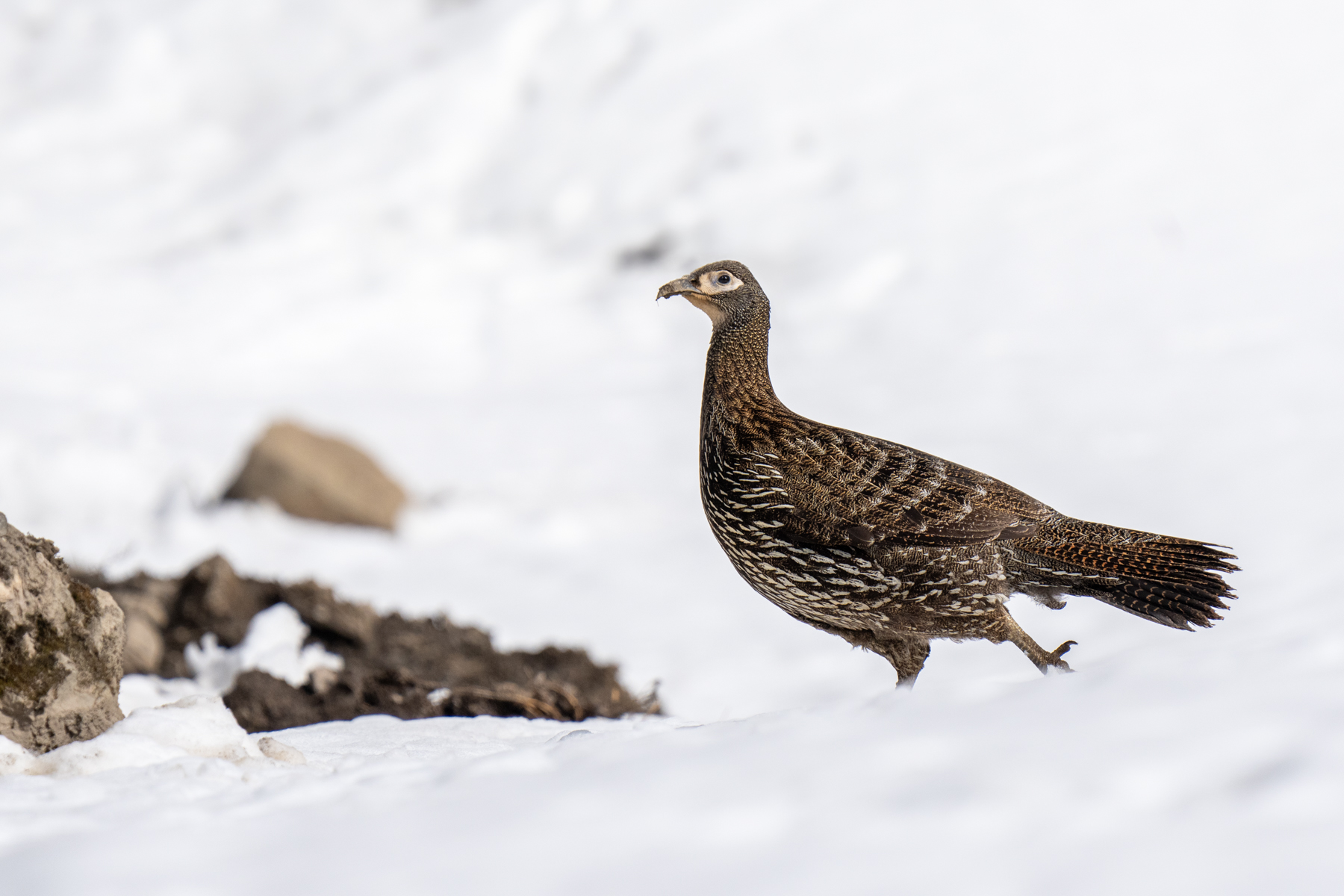 Chinese Monal (image by Inger Vandyke)
