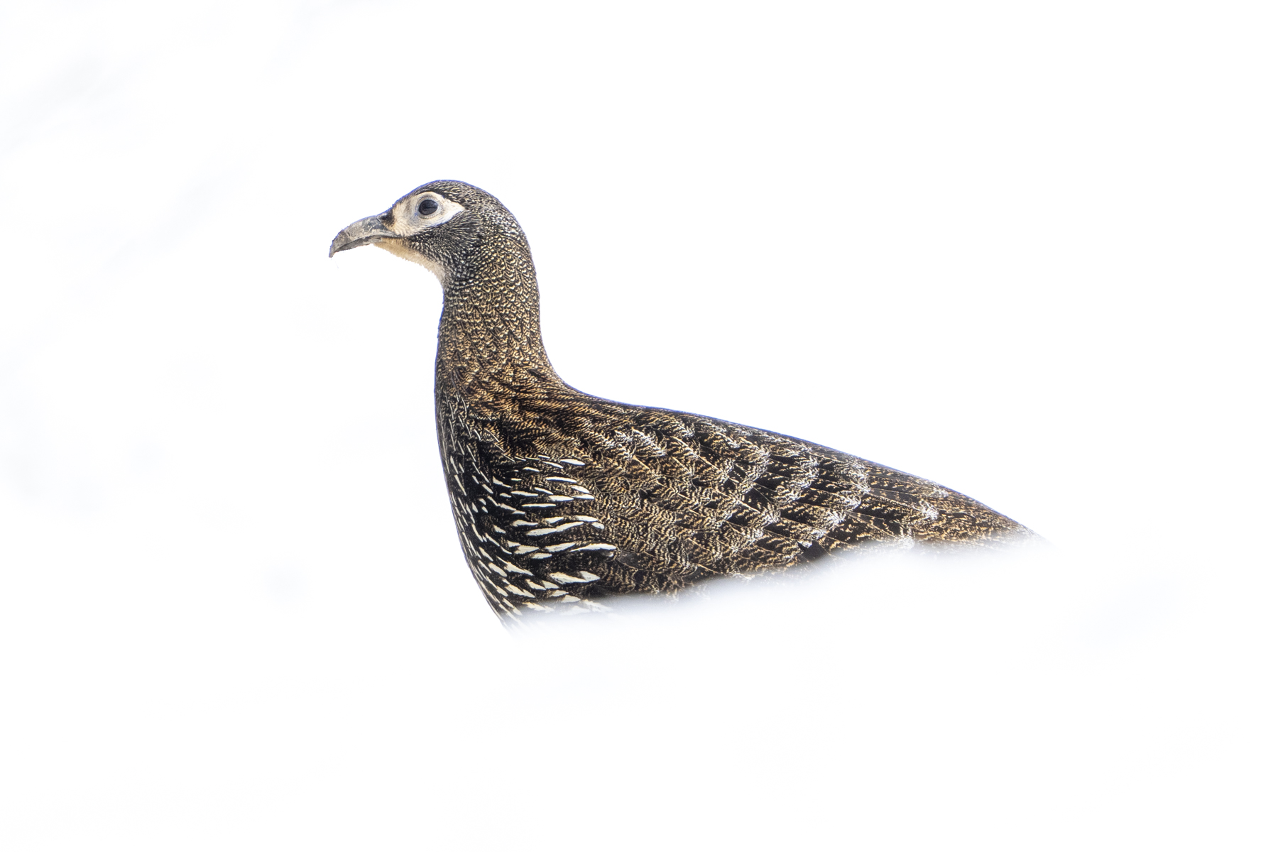 Chinese Monal female (image by Mark Beaman)
