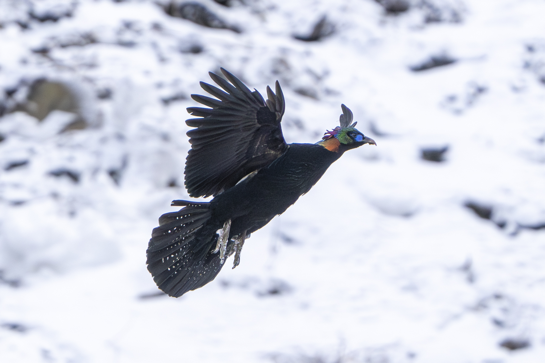 Chinese Monal (image by Mark Beaman)