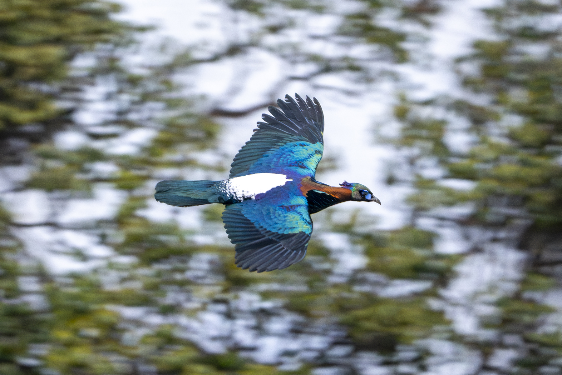 Chinese Monal (image by Mark Beaman)
