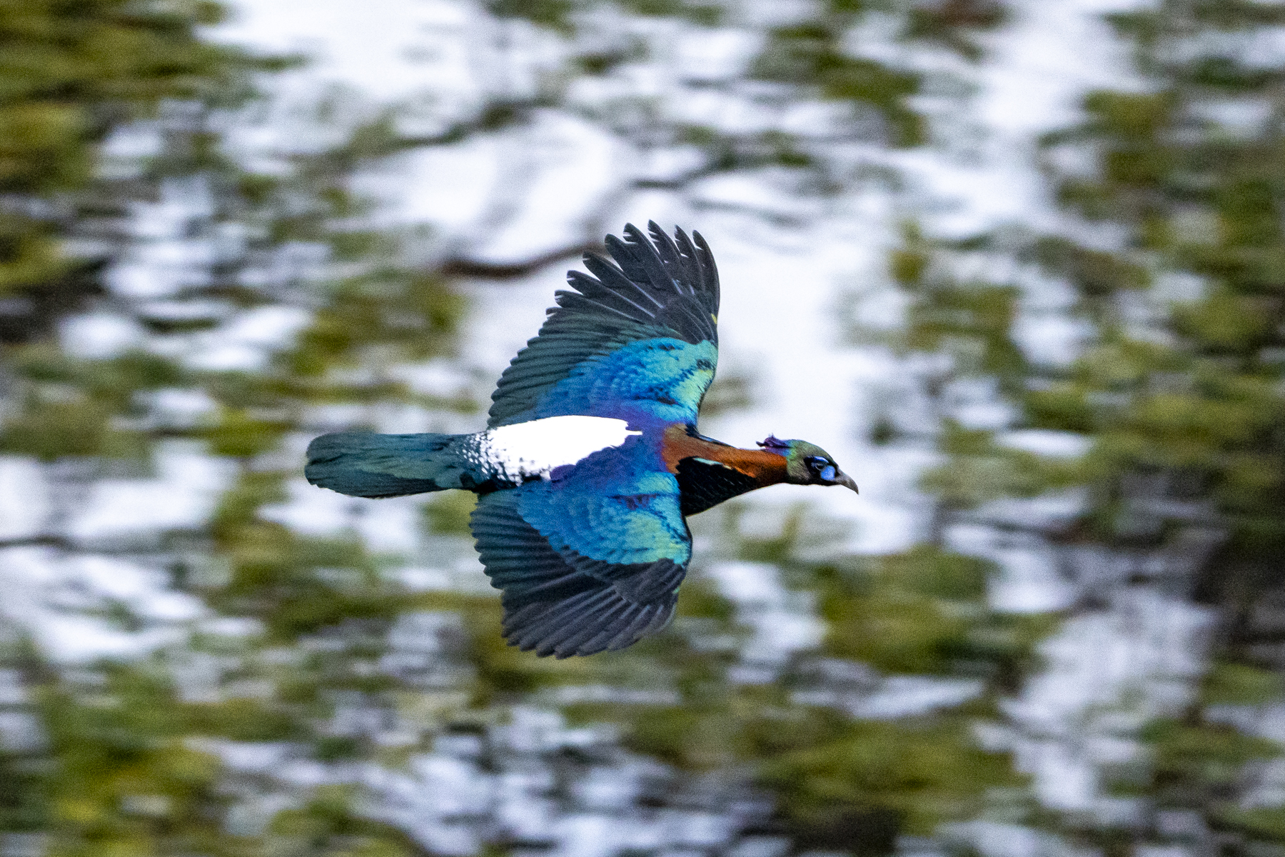 Chinese Monal (image by Mark Beaman)
